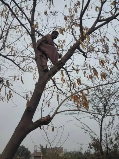 Green Seekers Activity